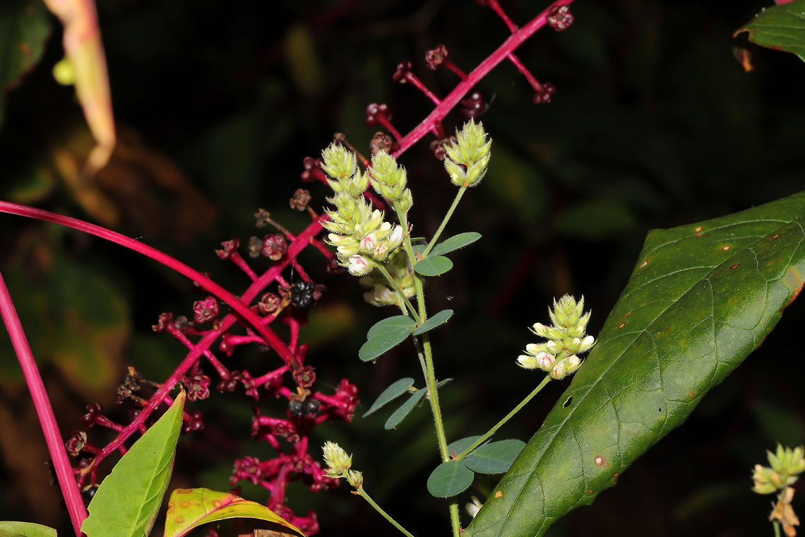 Hairy Lespedeza (Lespedeza hirta) Growing under American Pokeweed (Phytolacca americana) at the disturbed edge of a dense mixed forest. <br />
<figure class="photo"><a href="https://www.jungledragon.com/image/85002/hairy_lespedeza_lespedeza_hirta.html" title="Hairy Lespedeza (Lespedeza hirta)"><img src="https://s3.amazonaws.com/media.jungledragon.com/images/3231/85002_thumb.jpg?AWSAccessKeyId=05GMT0V3GWVNE7GGM1R2&Expires=1770854410&Signature=oKXjAOcs2TyKGggBH%2Bjo%2F9Sz0SI%3D" width="102" height="152" alt="Hairy Lespedeza (Lespedeza hirta) Growing under American Pokeweed (Phytolacca americana) at the disturbed edge of a dense mixed forest. <br />
https://www.jungledragon.com/image/85001/hairy_lespedeza_lespedeza_hirta.html<br />
https://www.jungledragon.com/image/85000/hairy_lespedeza_lespedeza_hirta.html Geotagged,Hairy Lespedeza,Lespedeza hirta,Summer,United States" /></a></figure><br />
<figure class="photo"><a href="https://www.jungledragon.com/image/85001/hairy_lespedeza_lespedeza_hirta.html" title="Hairy Lespedeza (Lespedeza hirta)"><img src="https://s3.amazonaws.com/media.jungledragon.com/images/3231/85001_thumb.jpg?AWSAccessKeyId=05GMT0V3GWVNE7GGM1R2&Expires=1770854410&Signature=ONOQAthv44dqz2KZXlKCgAlRxLI%3D" width="200" height="134" alt="Hairy Lespedeza (Lespedeza hirta) Growing under American Pokeweed (Phytolacca americana) at the disturbed edge of a dense mixed forest. <br />
https://www.jungledragon.com/image/85002/hairy_lespedeza_lespedeza_hirta.html<br />
https://www.jungledragon.com/image/85000/hairy_lespedeza_lespedeza_hirta.html Fall,Geotagged,Hairy Lespedeza,Lespedeza hirta,United States" /></a></figure> Geotagged,Hairy Lespedeza,Lespedeza hirta,Summer,United States