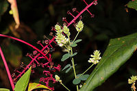 Hairy Lespedeza (Lespedeza hirta) Growing under American Pokeweed (Phytolacca americana) at the disturbed edge of a dense mixed forest. <br />
https://www.jungledragon.com/image/85002/hairy_lespedeza_lespedeza_hirta.html<br />
https://www.jungledragon.com/image/85001/hairy_lespedeza_lespedeza_hirta.html Geotagged,Hairy Lespedeza,Lespedeza hirta,Summer,United States