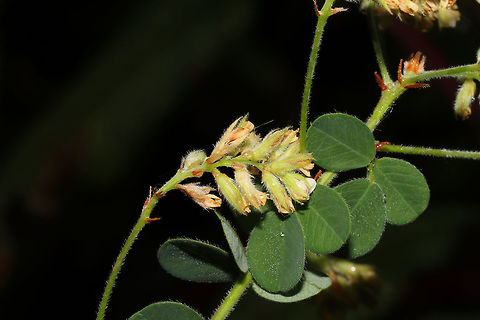 Hairy Lespedeza (Lespedeza hirta) Growing under American Pokeweed (Phytolacca americana) at the disturbed edge of a dense mixed forest. 
https://www.jungledragon.com/image/85002/hairy_lespedeza_lespedeza_hirta.html
https://www.jungledragon.com/image/85000/hairy_lespedeza_lespedeza_hirta.html Fall,Geotagged,Hairy Lespedeza,Lespedeza hirta,United States