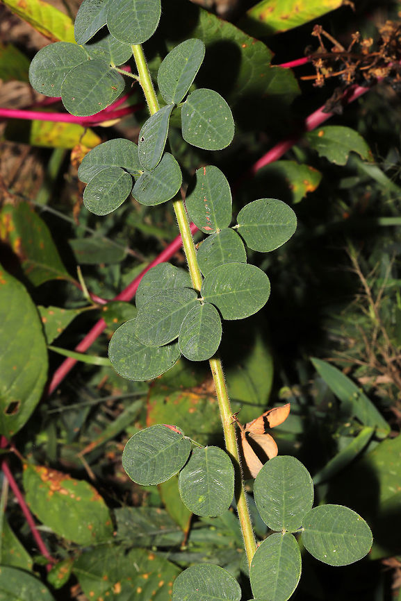 Hairy Lespedeza (Lespedeza hirta) Growing under American Pokeweed (Phytolacca americana) at the disturbed edge of a dense mixed forest. <br />
<figure class="photo"><a href="https://www.jungledragon.com/image/85001/hairy_lespedeza_lespedeza_hirta.html" title="Hairy Lespedeza (Lespedeza hirta)"><img src="https://s3.amazonaws.com/media.jungledragon.com/images/3231/85001_thumb.jpg?AWSAccessKeyId=05GMT0V3GWVNE7GGM1R2&Expires=1770854410&Signature=ONOQAthv44dqz2KZXlKCgAlRxLI%3D" width="200" height="134" alt="Hairy Lespedeza (Lespedeza hirta) Growing under American Pokeweed (Phytolacca americana) at the disturbed edge of a dense mixed forest. <br />
https://www.jungledragon.com/image/85002/hairy_lespedeza_lespedeza_hirta.html<br />
https://www.jungledragon.com/image/85000/hairy_lespedeza_lespedeza_hirta.html Fall,Geotagged,Hairy Lespedeza,Lespedeza hirta,United States" /></a></figure><br />
<figure class="photo"><a href="https://www.jungledragon.com/image/85000/hairy_lespedeza_lespedeza_hirta.html" title="Hairy Lespedeza (Lespedeza hirta)"><img src="https://s3.amazonaws.com/media.jungledragon.com/images/3231/85000_thumb.jpg?AWSAccessKeyId=05GMT0V3GWVNE7GGM1R2&Expires=1770854410&Signature=fZ8xfUtEKHLSxfdBN1FbQ18Acco%3D" width="200" height="134" alt="Hairy Lespedeza (Lespedeza hirta) Growing under American Pokeweed (Phytolacca americana) at the disturbed edge of a dense mixed forest. <br />
https://www.jungledragon.com/image/85002/hairy_lespedeza_lespedeza_hirta.html<br />
https://www.jungledragon.com/image/85001/hairy_lespedeza_lespedeza_hirta.html Geotagged,Hairy Lespedeza,Lespedeza hirta,Summer,United States" /></a></figure> Geotagged,Hairy Lespedeza,Lespedeza hirta,Summer,United States