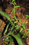 Wavy-leaf Aster (Symphyotrichum undulatum) At the edge of a dense mixed hardwood/coniferous forest in NW Georgia (Gordon County), US. <br />
https://www.jungledragon.com/image/85004/wavy-leaf_aster_symphyotrichum_undulatum.html Fall,Geotagged,Symphyotrichum undulatum,United States,Wavy-leaved American Aster