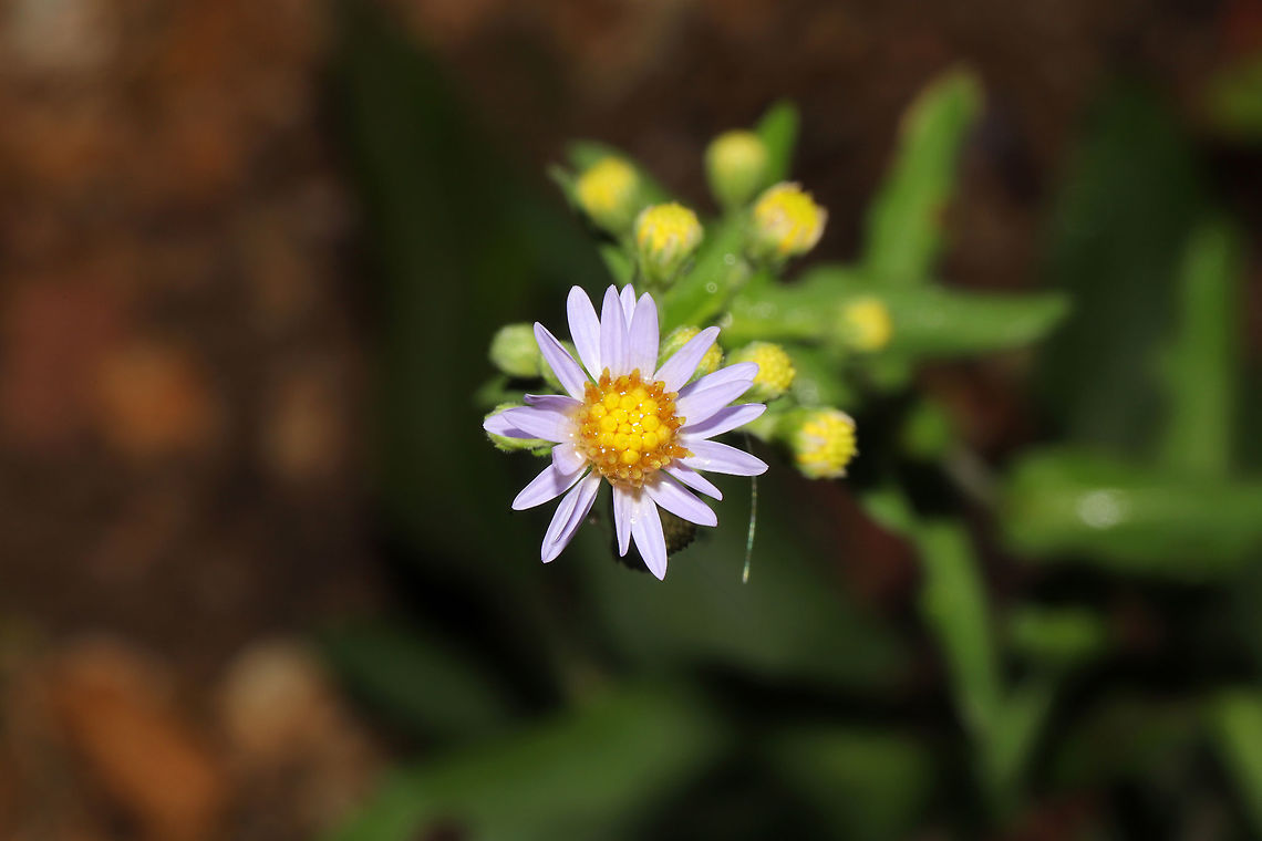 Wavy-leaf Aster (Symphyotrichum undulatum) At the edge of a dense mixed hardwood/coniferous forest in NW Georgia (Gordon County), US. <br />
<figure class="photo"><a href="https://www.jungledragon.com/image/85003/wavy-leaf_aster_symphyotrichum_undulatum.html" title="Wavy-leaf Aster (Symphyotrichum undulatum)"><img src="https://s3.amazonaws.com/media.jungledragon.com/images/3231/85003_thumb.jpg?AWSAccessKeyId=05GMT0V3GWVNE7GGM1R2&Expires=1759968010&Signature=KnVetfJrWBQeO3iTA2WZ%2FhHGuIs%3D" width="102" height="152" alt="Wavy-leaf Aster (Symphyotrichum undulatum) At the edge of a dense mixed hardwood/coniferous forest in NW Georgia (Gordon County), US. <br />
https://www.jungledragon.com/image/85004/wavy-leaf_aster_symphyotrichum_undulatum.html Fall,Geotagged,Symphyotrichum undulatum,United States,Wavy-leaved American Aster" /></a></figure> Fall,Geotagged,Symphyotrichum undulatum,United States,Wavy-leaved American Aster