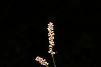 Long-Bristled Smartweed (Persicaria longiseta) INTRODUCED/NONNATIVE.<br />
Growing at a disturbed edge of a forest/dirt roadside. <br />
https://www.jungledragon.com/image/85006/long-bristled_smartweed_persicaria_longiseta.html Fall,Geotagged,Persicaria longiseta,United States