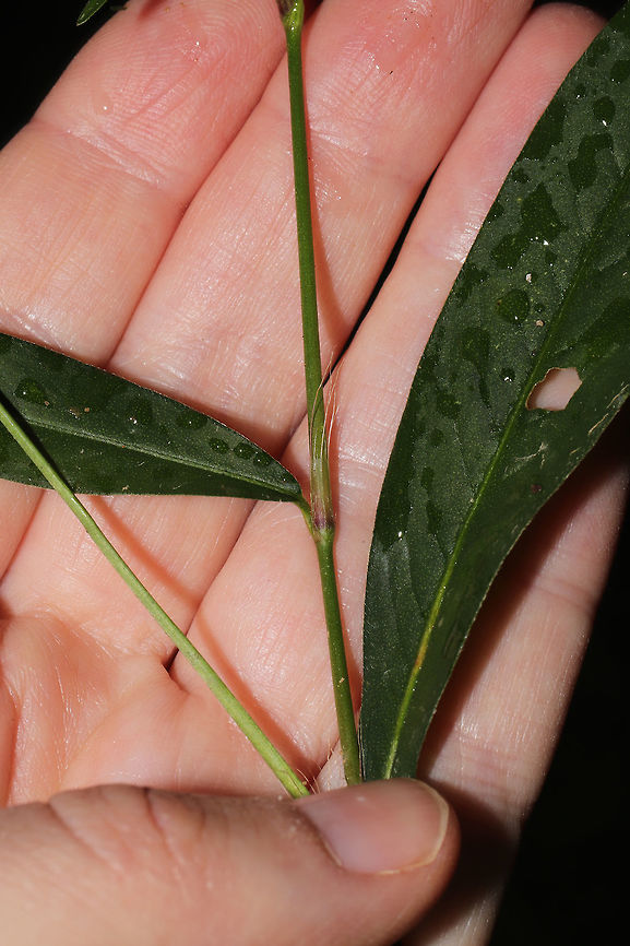 Long-Bristled Smartweed (Persicaria longiseta) INTRODUCED/NONNATIVE.<br />
Growing at a disturbed edge of a forest/dirt roadside. <br />
<figure class="photo"><a href="https://www.jungledragon.com/image/85005/long-bristled_smartweed_persicaria_longiseta.html" title="Long-Bristled Smartweed (Persicaria longiseta)"><img src="https://s3.amazonaws.com/media.jungledragon.com/images/3231/85005_thumb.jpg?AWSAccessKeyId=05GMT0V3GWVNE7GGM1R2&Expires=1763596810&Signature=JZct3BVmnmeJZeV%2BeBZPwvNXAoE%3D" width="200" height="134" alt="Long-Bristled Smartweed (Persicaria longiseta) INTRODUCED/NONNATIVE.<br />
Growing at a disturbed edge of a forest/dirt roadside. <br />
https://www.jungledragon.com/image/85006/long-bristled_smartweed_persicaria_longiseta.html Fall,Geotagged,Persicaria longiseta,United States" /></a></figure> Fall,Geotagged,Persicaria longiseta,United States