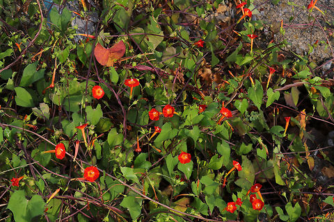 Red Morning Glory (Ipomoea coccinea) Growing on a busy roadside in the middle of town! Jason parked in a parking lot whilst I quickly took a few photos!
https://www.jungledragon.com/image/85025/the_scarlet_creeper_ipomoea_hederifolia.html
https://www.jungledragon.com/image/85024/the_scarlet_creeper_ipomoea_hederifolia.html Fall,Geotagged,Ipomoea coccinea,Ipomoea hederifolia,Red morning glory,Scarlet creeper,United States