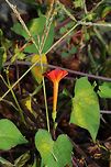 Red Morning Glory (Ipomoea coccinea) Growing on a busy roadside in the middle of town! Jason parked in a parking lot whilst I quickly took a few photos! <br />
https://www.jungledragon.com/image/85025/the_scarlet_creeper_ipomoea_hederifolia.html<br />
https://www.jungledragon.com/image/85023/the_scarlet_creeper_ipomoea_hederifolia.html Fall,Geotagged,Ipomoea coccinea,Ipomoea hederifolia,Red morning glory,Scarlet creeper,United States