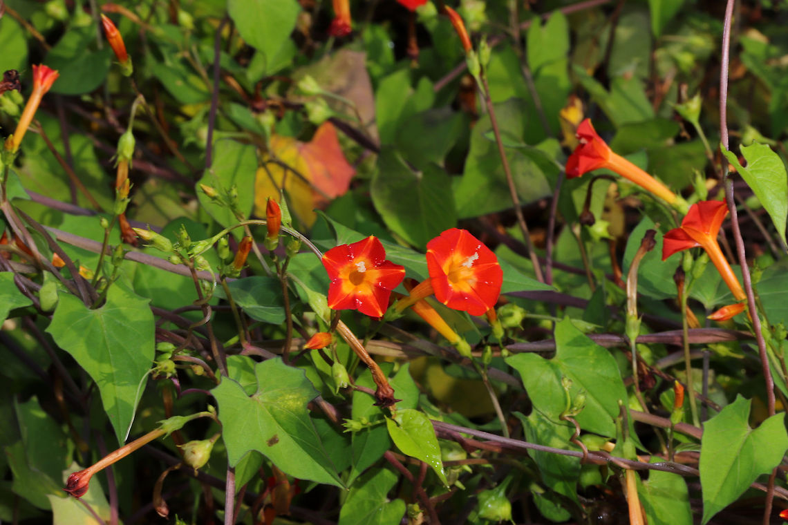 Red Morning Glory (Ipomoea coccinea) Growing on a busy roadside in the middle of town! Jason parked in a parking lot whilst I quickly took a few photos! <br />
<figure class="photo"><a href="https://www.jungledragon.com/image/85024/red_morning_glory_ipomoea_coccinea.html" title="Red Morning Glory (Ipomoea coccinea)"><img src="https://s3.amazonaws.com/media.jungledragon.com/images/3231/85024_thumb.jpg?AWSAccessKeyId=05GMT0V3GWVNE7GGM1R2&Expires=1770854410&Signature=KykxKVCTPqxcWbO2NHSsEx695%2Fo%3D" width="102" height="152" alt="Red Morning Glory (Ipomoea coccinea) Growing on a busy roadside in the middle of town! Jason parked in a parking lot whilst I quickly took a few photos! <br />
https://www.jungledragon.com/image/85025/the_scarlet_creeper_ipomoea_hederifolia.html<br />
https://www.jungledragon.com/image/85023/the_scarlet_creeper_ipomoea_hederifolia.html Fall,Geotagged,Ipomoea coccinea,Ipomoea hederifolia,Red morning glory,Scarlet creeper,United States" /></a></figure><br />
<figure class="photo"><a href="https://www.jungledragon.com/image/85023/red_morning_glory_ipomoea_coccinea.html" title="Red Morning Glory (Ipomoea coccinea)"><img src="https://s3.amazonaws.com/media.jungledragon.com/images/3231/85023_thumb.jpg?AWSAccessKeyId=05GMT0V3GWVNE7GGM1R2&Expires=1770854410&Signature=9VopdUBJE1TaYcEt%2BHWp%2BLOwjqs%3D" width="200" height="134" alt="Red Morning Glory (Ipomoea coccinea) Growing on a busy roadside in the middle of town! Jason parked in a parking lot whilst I quickly took a few photos!<br />
https://www.jungledragon.com/image/85025/the_scarlet_creeper_ipomoea_hederifolia.html<br />
https://www.jungledragon.com/image/85024/the_scarlet_creeper_ipomoea_hederifolia.html Fall,Geotagged,Ipomoea coccinea,Ipomoea hederifolia,Red morning glory,Scarlet creeper,United States" /></a></figure> Fall,Geotagged,Ipomoea coccinea,Ipomoea hederifolia,Red morning glory,Scarlet creeper,United States