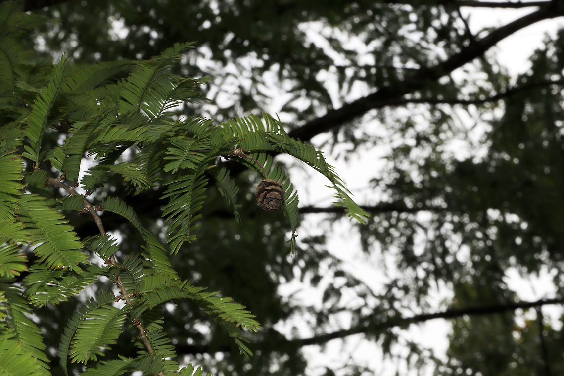 Dawn Redwood (Metasequoia glyptostroboides) Large tree growing in a public park. Fall,Geotagged,Metasequoia glyptostroboides,United States