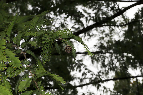 Dawn Redwood (Metasequoia glyptostroboides) Large tree growing in a public park. Fall,Geotagged,Metasequoia glyptostroboides,United States