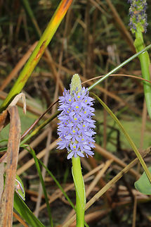 Pickerelweed (Pontederia cordata) Growing in a wetland area of a public park. 
https://www.jungledragon.com/image/85031/pickerelweed_pontederia_cordata.html Fall,Geotagged,Pickerelweed,Pontederia cordata,United States