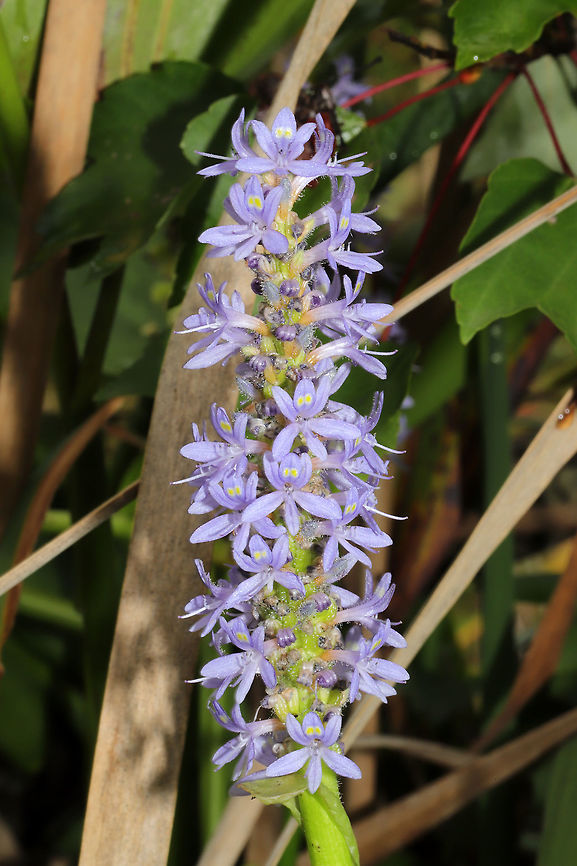 Pickerelweed (Pontederia cordata) Growing in a wetland area of a public park. <br />
<figure class="photo"><a href="https://www.jungledragon.com/image/85030/pickerelweed_pontederia_cordata.html" title="Pickerelweed (Pontederia cordata)"><img src="https://s3.amazonaws.com/media.jungledragon.com/images/3231/85030_thumb.jpg?AWSAccessKeyId=05GMT0V3GWVNE7GGM1R2&Expires=1769040010&Signature=Bm2fb9m1cxuCcpe3alMZIwnvyNo%3D" width="102" height="152" alt="Pickerelweed (Pontederia cordata) Growing in a wetland area of a public park. <br />
https://www.jungledragon.com/image/85031/pickerelweed_pontederia_cordata.html Fall,Geotagged,Pickerelweed,Pontederia cordata,United States" /></a></figure> Fall,Geotagged,Pickerelweed,Pontederia cordata,United States