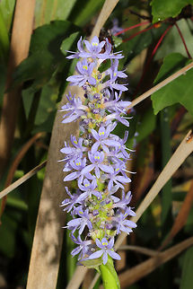 Pickerelweed (Pontederia cordata) Growing in a wetland area of a public park. 
https://www.jungledragon.com/image/85030/pickerelweed_pontederia_cordata.html Fall,Geotagged,Pickerelweed,Pontederia cordata,United States