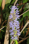 Pickerelweed (Pontederia cordata) Growing in a wetland area of a public park. <br />
https://www.jungledragon.com/image/85030/pickerelweed_pontederia_cordata.html Fall,Geotagged,Pickerelweed,Pontederia cordata,United States