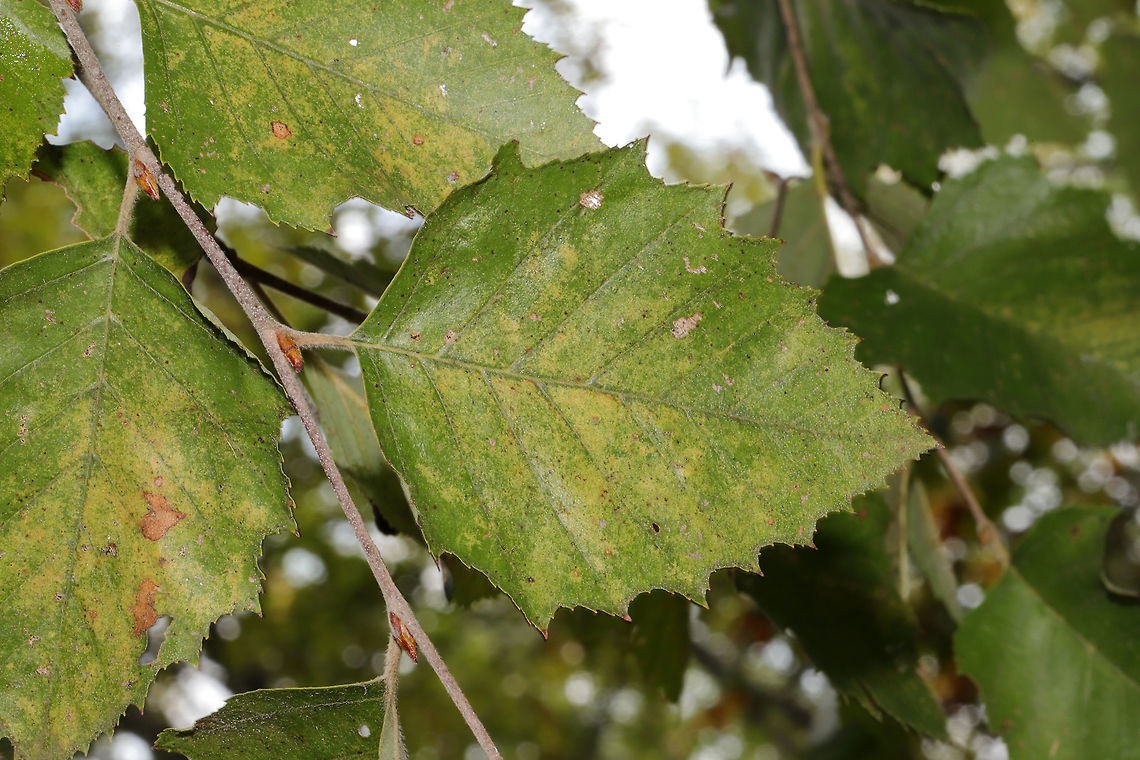 River Birch (Betula nigra) Growing in a wetland habitat in a public park.  Betula nigra,Fall,Geotagged,River Birch,United States