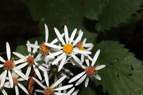 White Wood Aster (Eurybia divaricata)  Eurybia divaricata,Fall,Geotagged,United States,White wood aster
