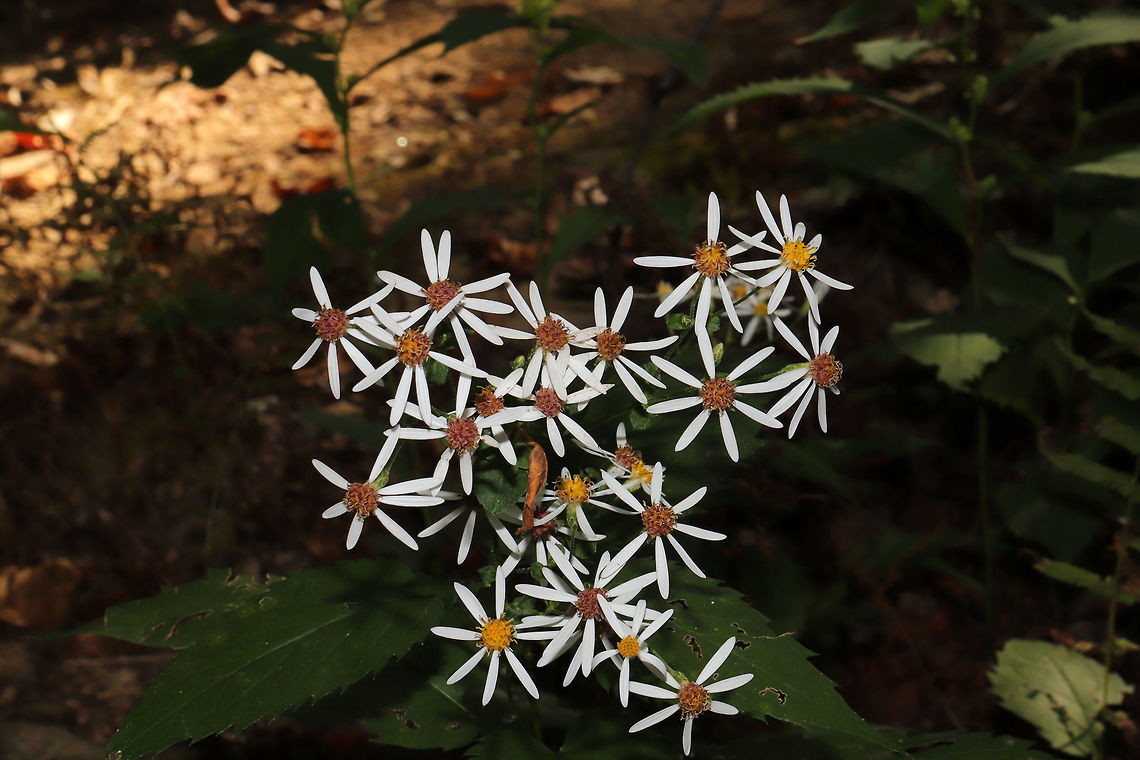 White Wood Aster (Eurybia divaricata) Growing along a creek near a woodland trail. <br />
<figure class="photo"><a href="https://www.jungledragon.com/image/85083/white_wood_aster_eurybia_divaricata.html" title="White Wood Aster (Eurybia divaricata)"><img src="https://s3.amazonaws.com/media.jungledragon.com/images/3231/85083_thumb.jpg?AWSAccessKeyId=05GMT0V3GWVNE7GGM1R2&Expires=1769040010&Signature=XDmgunRytmP41XoBeAPk%2B9ND%2FRM%3D" width="200" height="134" alt="White Wood Aster (Eurybia divaricata) Growing along a creek near a woodland trail. <br />
https://www.jungledragon.com/image/85082/white_wood_aster_eurybia_divaricata.html<br />
https://www.jungledragon.com/image/85080/white_wood_aster_eurybia_divaricata.html<br />
https://www.jungledragon.com/image/85081/white_wood_aster_eurybia_divaricata.html Eurybia divaricata,Fall,Geotagged,United States,White wood aster" /></a></figure><br />
<figure class="photo"><a href="https://www.jungledragon.com/image/85080/white_wood_aster_eurybia_divaricata.html" title="White Wood Aster (Eurybia divaricata)"><img src="https://s3.amazonaws.com/media.jungledragon.com/images/3231/85080_thumb.jpg?AWSAccessKeyId=05GMT0V3GWVNE7GGM1R2&Expires=1769040010&Signature=jetyYp%2FGUtgzVA03KHDdBl64Wok%3D" width="200" height="134" alt="White Wood Aster (Eurybia divaricata)  Eurybia divaricata,Fall,Geotagged,United States,White wood aster" /></a></figure><br />
<figure class="photo"><a href="https://www.jungledragon.com/image/85082/white_wood_aster_eurybia_divaricata.html" title="White Wood Aster (Eurybia divaricata)"><img src="https://s3.amazonaws.com/media.jungledragon.com/images/3231/85082_thumb.jpg?AWSAccessKeyId=05GMT0V3GWVNE7GGM1R2&Expires=1769040010&Signature=09coxsORkB4R9fP0738KUSnFySo%3D" width="200" height="134" alt="White Wood Aster (Eurybia divaricata) Growing along a creek near a woodland trail. <br />
https://www.jungledragon.com/image/85083/white_wood_aster_eurybia_divaricata.html<br />
https://www.jungledragon.com/image/85080/white_wood_aster_eurybia_divaricata.html<br />
https://www.jungledragon.com/image/85081/white_wood_aster_eurybia_divaricata.html Eurybia divaricata,Fall,Geotagged,United States,White wood aster" /></a></figure> Eurybia divaricata,Fall,Geotagged,United States,White wood aster