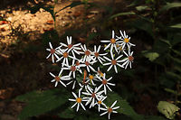 White Wood Aster (Eurybia divaricata) Growing along a creek near a woodland trail. <br />
https://www.jungledragon.com/image/85083/white_wood_aster_eurybia_divaricata.html<br />
https://www.jungledragon.com/image/85080/white_wood_aster_eurybia_divaricata.html<br />
https://www.jungledragon.com/image/85082/white_wood_aster_eurybia_divaricata.html Eurybia divaricata,Fall,Geotagged,United States,White wood aster