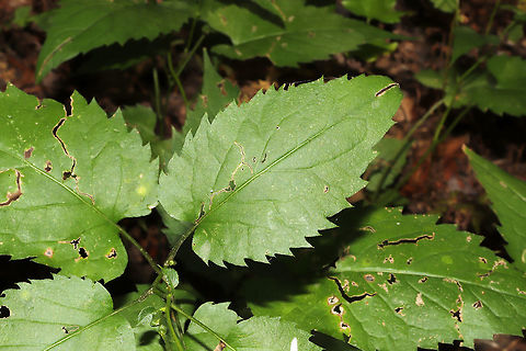 White Wood Aster (Eurybia divaricata) Growing along a creek near a woodland trail. 
https://www.jungledragon.com/image/85083/white_wood_aster_eurybia_divaricata.html
https://www.jungledragon.com/image/85080/white_wood_aster_eurybia_divaricata.html
https://www.jungledragon.com/image/85081/white_wood_aster_eurybia_divaricata.html Eurybia divaricata,Fall,Geotagged,United States,White wood aster