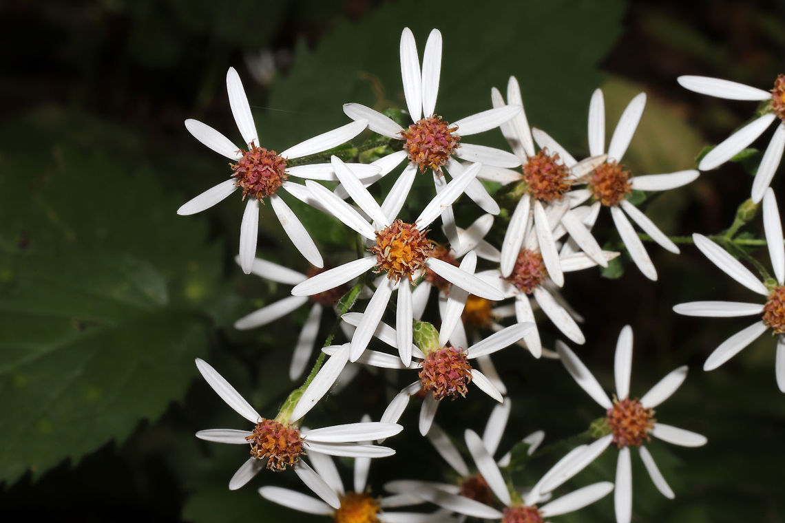 White Wood Aster (Eurybia divaricata) Growing along a creek near a woodland trail. <br />
<figure class="photo"><a href="https://www.jungledragon.com/image/85082/white_wood_aster_eurybia_divaricata.html" title="White Wood Aster (Eurybia divaricata)"><img src="https://s3.amazonaws.com/media.jungledragon.com/images/3231/85082_thumb.jpg?AWSAccessKeyId=05GMT0V3GWVNE7GGM1R2&Expires=1769040010&Signature=09coxsORkB4R9fP0738KUSnFySo%3D" width="200" height="134" alt="White Wood Aster (Eurybia divaricata) Growing along a creek near a woodland trail. <br />
https://www.jungledragon.com/image/85083/white_wood_aster_eurybia_divaricata.html<br />
https://www.jungledragon.com/image/85080/white_wood_aster_eurybia_divaricata.html<br />
https://www.jungledragon.com/image/85081/white_wood_aster_eurybia_divaricata.html Eurybia divaricata,Fall,Geotagged,United States,White wood aster" /></a></figure><br />
<figure class="photo"><a href="https://www.jungledragon.com/image/85080/white_wood_aster_eurybia_divaricata.html" title="White Wood Aster (Eurybia divaricata)"><img src="https://s3.amazonaws.com/media.jungledragon.com/images/3231/85080_thumb.jpg?AWSAccessKeyId=05GMT0V3GWVNE7GGM1R2&Expires=1769040010&Signature=jetyYp%2FGUtgzVA03KHDdBl64Wok%3D" width="200" height="134" alt="White Wood Aster (Eurybia divaricata)  Eurybia divaricata,Fall,Geotagged,United States,White wood aster" /></a></figure><br />
<figure class="photo"><a href="https://www.jungledragon.com/image/85081/white_wood_aster_eurybia_divaricata.html" title="White Wood Aster (Eurybia divaricata)"><img src="https://s3.amazonaws.com/media.jungledragon.com/images/3231/85081_thumb.jpg?AWSAccessKeyId=05GMT0V3GWVNE7GGM1R2&Expires=1769040010&Signature=s4HF0lPNfcbhfvdFS6DK3cl71k8%3D" width="200" height="134" alt="White Wood Aster (Eurybia divaricata) Growing along a creek near a woodland trail. <br />
https://www.jungledragon.com/image/85083/white_wood_aster_eurybia_divaricata.html<br />
https://www.jungledragon.com/image/85080/white_wood_aster_eurybia_divaricata.html<br />
https://www.jungledragon.com/image/85082/white_wood_aster_eurybia_divaricata.html Eurybia divaricata,Fall,Geotagged,United States,White wood aster" /></a></figure> Eurybia divaricata,Fall,Geotagged,United States,White wood aster