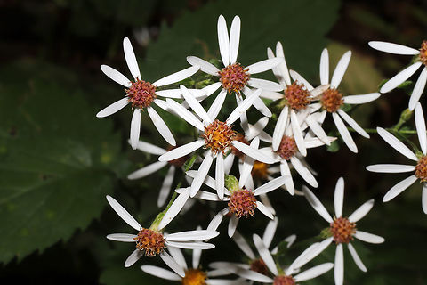White Wood Aster (Eurybia divaricata) Growing along a creek near a woodland trail. 
https://www.jungledragon.com/image/85082/white_wood_aster_eurybia_divaricata.html
https://www.jungledragon.com/image/85080/white_wood_aster_eurybia_divaricata.html
https://www.jungledragon.com/image/85081/white_wood_aster_eurybia_divaricata.html Eurybia divaricata,Fall,Geotagged,United States,White wood aster