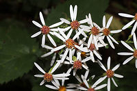 White Wood Aster (Eurybia divaricata) Growing along a creek near a woodland trail. <br />
https://www.jungledragon.com/image/85082/white_wood_aster_eurybia_divaricata.html<br />
https://www.jungledragon.com/image/85080/white_wood_aster_eurybia_divaricata.html<br />
https://www.jungledragon.com/image/85081/white_wood_aster_eurybia_divaricata.html Eurybia divaricata,Fall,Geotagged,United States,White wood aster