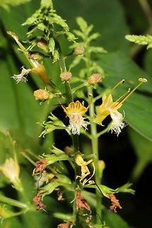 Richweed (Collinsonia canadensis) Not the greatest shots as I was about to pass out from heat exhaustion. T_T
Growing in a moist valley (near a creek) near a woodland trail. 
https://www.jungledragon.com/image/85087/citronella_horse_balm_collinsonia_canadensis.html
https://www.jungledragon.com/image/85086/citronella_horse_balm_collinsonia_canadensis.html
https://www.jungledragon.com/image/85084/citronella_horse_balm_collinsonia_canadensis.html Collinsonia canadensis,Fall,Geotagged,United States