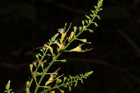 Richweed (Collinsonia canadensis) Not the greatest shots as I was about to pass out from heat exhaustion. T_T
Growing in a moist valley (near a creek) near a woodland trail. 
https://www.jungledragon.com/image/85087/citronella_horse_balm_collinsonia_canadensis.html
https://www.jungledragon.com/image/85085/citronella_horse_balm_collinsonia_canadensis.html
https://www.jungledragon.com/image/85084/citronella_horse_balm_collinsonia_canadensis.html Collinsonia canadensis,Fall,Geotagged,United States