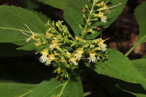 Richweed (Collinsonia canadensis) Not the greatest shots as I was about to pass out from heat exhaustion. T_T
Growing in a moist valley (near a creek) near a woodland trail. 
https://www.jungledragon.com/image/85086/citronella_horse_balm_collinsonia_canadensis.html
https://www.jungledragon.com/image/85085/citronella_horse_balm_collinsonia_canadensis.html
https://www.jungledragon.com/image/85084/citronella_horse_balm_collinsonia_canadensis.html Collinsonia canadensis,Fall,Geotagged,United States