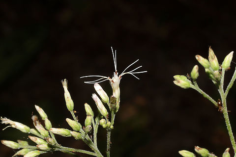 Sweet Joe Pye Weed (Eutrochium purpureum) Growing in a moist, forested valley.  Eutrochium purpureum,Fall,Geotagged,Sweet Joe-Pye weed,United States