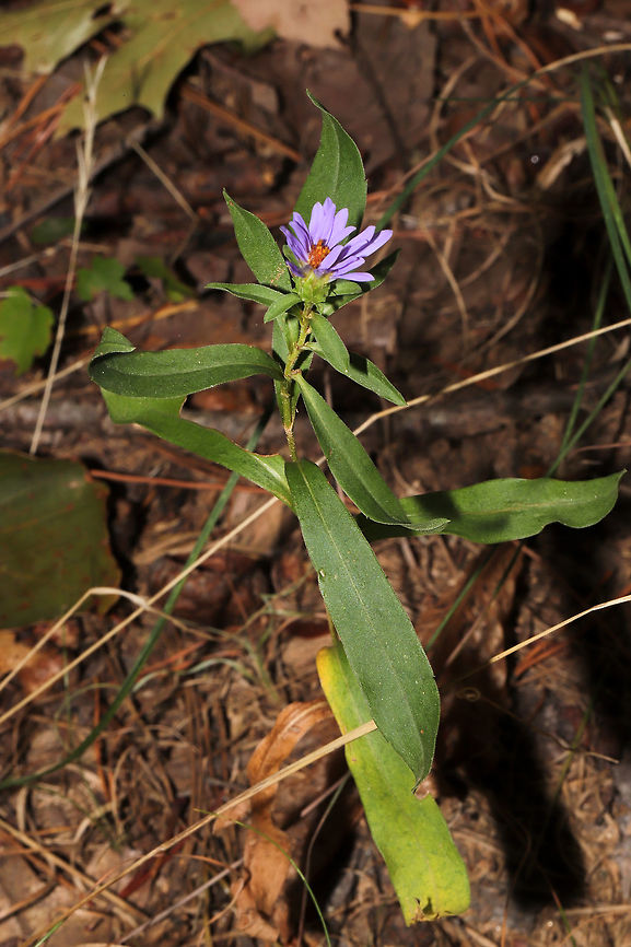 Rigid Whitetop Aster (Symphyotrichum retroflexum) In a moist valley on a woodland trail. <br />
<figure class="photo"><a href="https://www.jungledragon.com/image/85150/rigid_whitetop_aster_symphyotrichum_retroflexum.html" title="Rigid Whitetop Aster (Symphyotrichum retroflexum)"><img src="https://s3.amazonaws.com/media.jungledragon.com/images/3231/85150_thumb.jpg?AWSAccessKeyId=05GMT0V3GWVNE7GGM1R2&Expires=1765411210&Signature=sTb9QcUTkRFW2iyn2btLO%2B4f7b4%3D" width="200" height="134" alt="Rigid Whitetop Aster (Symphyotrichum retroflexum) In a moist valley on a woodland trail. <br />
https://www.jungledragon.com/image/85151/rigid_whitetop_aster_symphyotrichum_retroflexum.html<br />
https://www.jungledragon.com/image/85149/rigid_whitetop_aster_symphyotrichum_retroflexum.html Fall,Geotagged,Rigid Whitetop Aster,Symphyotrichum retroflexum,United States" /></a></figure><br />
<figure class="photo"><a href="https://www.jungledragon.com/image/85149/rigid_whitetop_aster_symphyotrichum_retroflexum.html" title="Rigid Whitetop Aster (Symphyotrichum retroflexum)"><img src="https://s3.amazonaws.com/media.jungledragon.com/images/3231/85149_thumb.jpg?AWSAccessKeyId=05GMT0V3GWVNE7GGM1R2&Expires=1765411210&Signature=kyrlIACVCXXtzzhkRK5DuSpTTX8%3D" width="102" height="152" alt="Rigid Whitetop Aster (Symphyotrichum retroflexum) In a moist valley on a woodland trail. <br />
https://www.jungledragon.com/image/85150/rigid_whitetop_aster_symphyotrichum_retroflexum.html<br />
https://www.jungledragon.com/image/85149/rigid_whitetop_aster_symphyotrichum_retroflexum.html Fall,Geotagged,Rigid Whitetop Aster,Symphyotrichum retroflexum,United States" /></a></figure> Fall,Geotagged,Rigid Whitetop Aster,Symphyotrichum retroflexum,United States