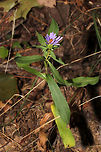 Rigid Whitetop Aster (Symphyotrichum retroflexum) In a moist valley on a woodland trail. <br />
https://www.jungledragon.com/image/85150/rigid_whitetop_aster_symphyotrichum_retroflexum.html<br />
https://www.jungledragon.com/image/85149/rigid_whitetop_aster_symphyotrichum_retroflexum.html Fall,Geotagged,Rigid Whitetop Aster,Symphyotrichum retroflexum,United States