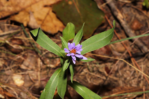 Rigid Whitetop Aster (Symphyotrichum retroflexum) In a moist valley on a woodland trail. 
https://www.jungledragon.com/image/85151/rigid_whitetop_aster_symphyotrichum_retroflexum.html
https://www.jungledragon.com/image/85149/rigid_whitetop_aster_symphyotrichum_retroflexum.html Fall,Geotagged,Rigid Whitetop Aster,Symphyotrichum retroflexum,United States
