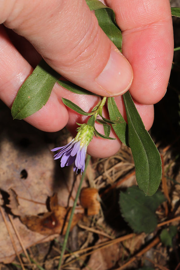 Rigid Whitetop Aster (Symphyotrichum retroflexum) In a moist valley on a woodland trail. <br />
<figure class="photo"><a href="https://www.jungledragon.com/image/85150/rigid_whitetop_aster_symphyotrichum_retroflexum.html" title="Rigid Whitetop Aster (Symphyotrichum retroflexum)"><img src="https://s3.amazonaws.com/media.jungledragon.com/images/3231/85150_thumb.jpg?AWSAccessKeyId=05GMT0V3GWVNE7GGM1R2&Expires=1759968010&Signature=rei5hQmFJkfU58y2Jil7U%2B7NIZo%3D" width="200" height="134" alt="Rigid Whitetop Aster (Symphyotrichum retroflexum) In a moist valley on a woodland trail. <br />
https://www.jungledragon.com/image/85151/rigid_whitetop_aster_symphyotrichum_retroflexum.html<br />
https://www.jungledragon.com/image/85149/rigid_whitetop_aster_symphyotrichum_retroflexum.html Fall,Geotagged,Rigid Whitetop Aster,Symphyotrichum retroflexum,United States" /></a></figure><br />
<figure class="photo"><a href="https://www.jungledragon.com/image/85149/rigid_whitetop_aster_symphyotrichum_retroflexum.html" title="Rigid Whitetop Aster (Symphyotrichum retroflexum)"><img src="https://s3.amazonaws.com/media.jungledragon.com/images/3231/85149_thumb.jpg?AWSAccessKeyId=05GMT0V3GWVNE7GGM1R2&Expires=1759968010&Signature=%2BLkS3rGKJ2yQLBgLJ17oN90KFP4%3D" width="102" height="152" alt="Rigid Whitetop Aster (Symphyotrichum retroflexum) In a moist valley on a woodland trail. <br />
https://www.jungledragon.com/image/85150/rigid_whitetop_aster_symphyotrichum_retroflexum.html<br />
https://www.jungledragon.com/image/85149/rigid_whitetop_aster_symphyotrichum_retroflexum.html Fall,Geotagged,Rigid Whitetop Aster,Symphyotrichum retroflexum,United States" /></a></figure> Fall,Geotagged,Rigid Whitetop Aster,Symphyotrichum retroflexum,United States