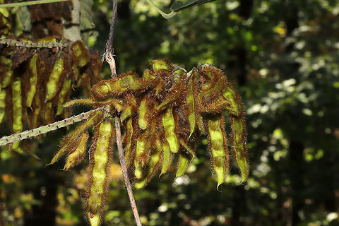 Kudzu (Pueraria montana)- Fruiting INTRODUCED/INVASIVE. Growing on a roadside at the edge of a nature preserve. 

Kudzu is a highly invasive vine which was introduced (from Japan and southeast China) in the 1930s and 1940s for soil erosion prevention. It is notorious for "swallowing up" natural areas of the southeastern US and threatening native plant communities. Fall,Geotagged,Pueraria montana,United States