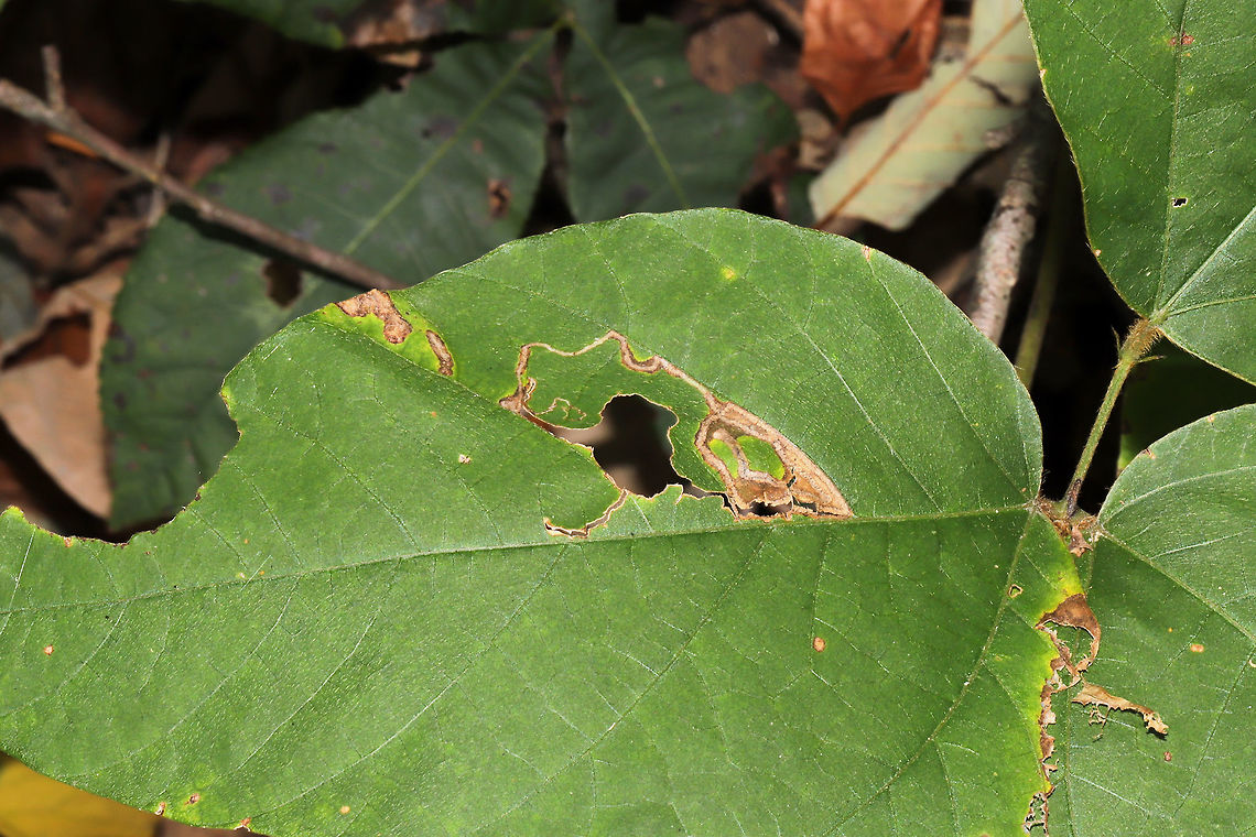 Acalyptris sp. - Leaf Mines on Kudzu (Pueraria montana) I found these leaf mines at the tail end of our difficult hike on Sunday. I was really out of it, so I didn&#039;t really think twice about seeing them. I thought they were cool, so I snapped a shot before I was rescued by the air conditioner in my car. Kudzu (some really nasty, invasive stuff) was taking over the roadsides near the nature preserve (a common sight in the South really), but I happened to see these cool mines when walking past. <br />
<br />
To my surprise, Charley Eiseman wants me to find more of these mines and gather samples (even dead larvae) for further study. There are no mines known for this host in North America, so we definitely need to look further into this! He is convinced of the genus by the frass pattern (holy crap, that is skill!), but he thinks that this may be a native legume feeder trying out a different host. Acalyptris,Fall,Geotagged,United States,kudzu,leaf miner,leaf mines,leafminer,leafmines,pueraria montana