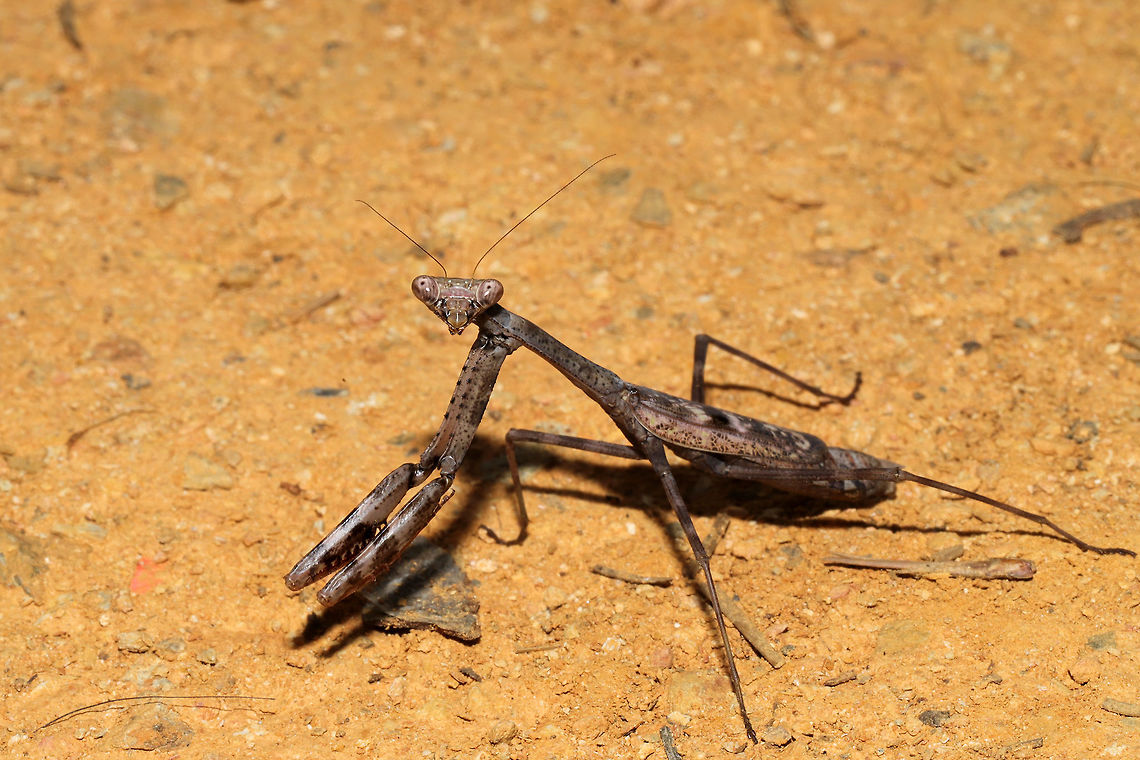 Carolina Mantis (Stagmomantis carolina) This beauty was hanging out in the shade behind our camper this afternoon. The temperatures are still soaring here, so I don&#039;t blame it a bit. At the disturbed edge of a dense mixed forest. Carolina Mantis,Fall,Geotagged,Stagmomantis carolina,United States
