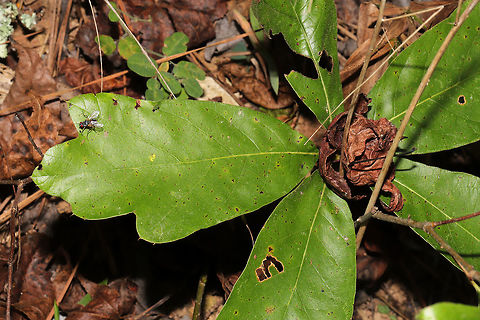 Southern Red Oak (Quercus falcata) Small sapling popping up through leaf litter/pine straw at the edge of a dense mixed forest. Fall,Geotagged,Quercus falcata,Southern red oak,United States
