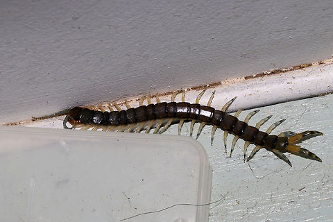 Eastern Bark Centipede (Hemiscolopendra marginata) I spotted this large centipede when I was walking past. I snapped a couple of quick shots and then proceeded to look for a jar in which I could capture it. By the time I had returned, it had disappeared. So it looks like I still have a resident centipede somewhere around here!

Excuse the dust and dirt (and dog hair) in the corner of my living room. Living in a small space means that these things accumulate rather quickly! 
 Eastern Bark Centipede,Fall,Geotagged,Hemiscolopendra marginata,United States