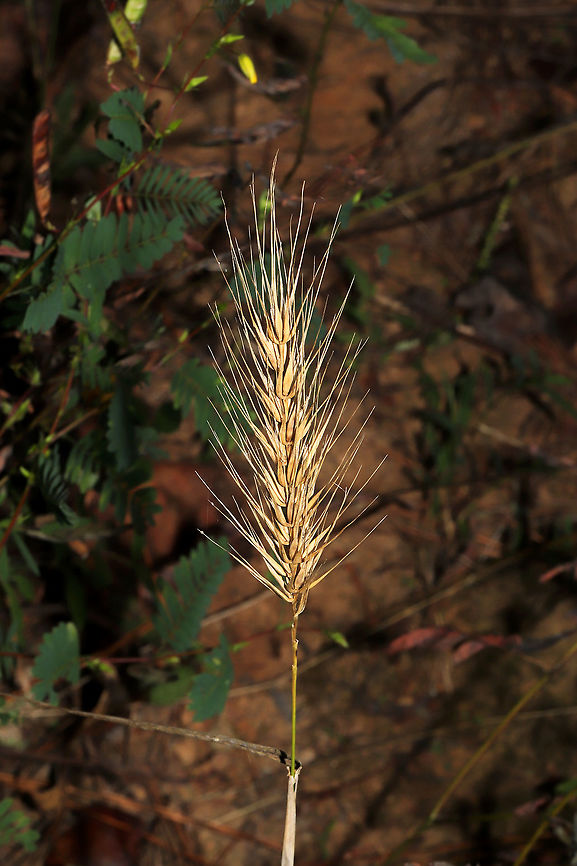 Southeastern Wildrye (Elymus glabriflorus)? Growing in a meadowy clearing at the edge of a dense mixed forest.  Double checking this ID against one other possibility. Elymus glabriflorus,Fall,Geotagged,Southeastern Wildrye,United States