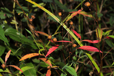 Seedbox (Ludwigia alternifolia) These beauties have gone to seed and are taking on some more autumnal shades! At the edge of a dense mixed forest, in a clearing. Fall,Geotagged,Ludwigia,Ludwigia alternifolia,Rattlebox,United States,autumn,fall,ludwigia,rattlebox,seedbox