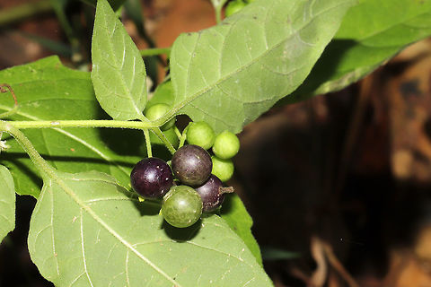 Eastern Black Nightshade (Solanum ptychanthum) At the disturbed edge of a dense mixed forest. 
https://www.jungledragon.com/image/85223/eastern_black_nightshade_solanum_ptychanthum.html Fall,Geotagged,Solanum ptychanthum,United States