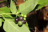 Eastern Black Nightshade (Solanum ptychanthum) At the disturbed edge of a dense mixed forest. <br />
https://www.jungledragon.com/image/85223/eastern_black_nightshade_solanum_ptychanthum.html Fall,Geotagged,Solanum ptychanthum,United States