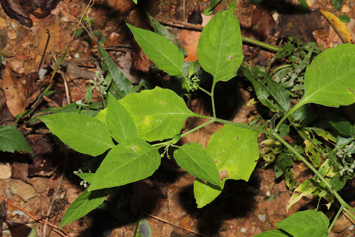 Eastern Black Nightshade (Solanum ptychanthum) At the disturbed edge of a dense mixed forest. <br />
<figure class="photo"><a href="https://www.jungledragon.com/image/85222/eastern_black_nightshade_solanum_ptychanthum.html" title="Eastern Black Nightshade (Solanum ptychanthum)"><img src="https://s3.amazonaws.com/media.jungledragon.com/images/3231/85222_thumb.jpg?AWSAccessKeyId=05GMT0V3GWVNE7GGM1R2&Expires=1770854410&Signature=Y8H1bjAw0PavGu9hvaENSo%2BCsqc%3D" width="200" height="134" alt="Eastern Black Nightshade (Solanum ptychanthum) At the disturbed edge of a dense mixed forest. <br />
https://www.jungledragon.com/image/85223/eastern_black_nightshade_solanum_ptychanthum.html Fall,Geotagged,Solanum ptychanthum,United States" /></a></figure> Fall,Geotagged,Solanum ptychanthum,United States