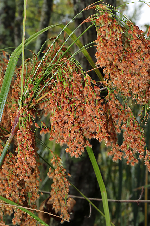 Woolgrass (Scirpus cyperinus) At a public garden.  Fall,Geotagged,Scirpus cyperinus,United States,Woolgrass