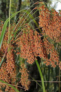Woolgrass (Scirpus cyperinus) At a public garden.  Fall,Geotagged,Scirpus cyperinus,United States,Woolgrass