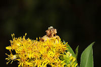 Phymata fasciata with a Spider Backpack On Solidago sp. in a meadowy clearing near a wetland habitat/forested trail. Also, check out the spider that wanted in on the photoshoot! <br />
https://www.jungledragon.com/image/85242/phymata_fasciata.html<br />
https://www.jungledragon.com/image/85241/phymata_fasciata.html<br />
Fall,Geotagged,Phymata Fasciata,Phymata fasciata,United States