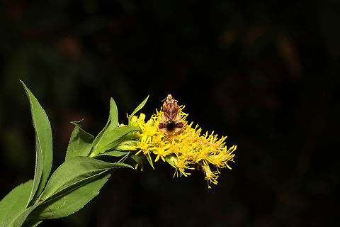 Phymata fasciata On Solidago sp. in a meadowy clearing near a wetland habitat/forested trail. Also, check out the spider that wanted in on the photoshoot! 
https://www.jungledragon.com/image/85242/phymata_fasciata.html
https://www.jungledragon.com/image/85240/phymata_fasciata_with_a_spider_backpack.html Fall,Geotagged,Phymata Fasciata,Phymata fasciata,United States