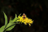 Phymata fasciata On Solidago sp. in a meadowy clearing near a wetland habitat/forested trail. Also, check out the spider that wanted in on the photoshoot! <br />
https://www.jungledragon.com/image/85242/phymata_fasciata.html<br />
https://www.jungledragon.com/image/85240/phymata_fasciata_with_a_spider_backpack.html Fall,Geotagged,Phymata Fasciata,Phymata fasciata,United States