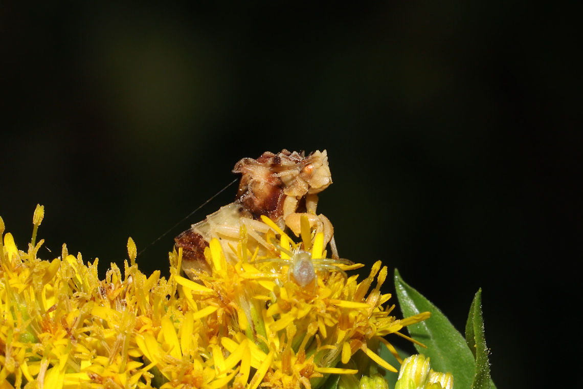Phymata fasciata On Solidago sp. in a meadowy clearing near a wetland habitat/forested trail. Also, check out the spider that wanted in on the photoshoot!<br />
<figure class="photo"><a href="https://www.jungledragon.com/image/85241/phymata_fasciata.html" title="Phymata fasciata"><img src="https://s3.amazonaws.com/media.jungledragon.com/images/3231/85241_thumb.jpg?AWSAccessKeyId=05GMT0V3GWVNE7GGM1R2&Expires=1759968010&Signature=NTjWxcVTZNOZBLTChr5xBj5meE8%3D" width="200" height="134" alt="Phymata fasciata On Solidago sp. in a meadowy clearing near a wetland habitat/forested trail. Also, check out the spider that wanted in on the photoshoot! <br />
https://www.jungledragon.com/image/85242/phymata_fasciata.html<br />
https://www.jungledragon.com/image/85240/phymata_fasciata_with_a_spider_backpack.html Fall,Geotagged,Phymata Fasciata,Phymata fasciata,United States" /></a></figure><br />
<figure class="photo"><a href="https://www.jungledragon.com/image/85240/phymata_fasciata_with_a_spider_backpack.html" title="Phymata fasciata with a Spider Backpack"><img src="https://s3.amazonaws.com/media.jungledragon.com/images/3231/85240_thumb.jpg?AWSAccessKeyId=05GMT0V3GWVNE7GGM1R2&Expires=1759968010&Signature=Q8PbB6vP7REqntxeG%2BsRehVrhD0%3D" width="200" height="134" alt="Phymata fasciata with a Spider Backpack On Solidago sp. in a meadowy clearing near a wetland habitat/forested trail. Also, check out the spider that wanted in on the photoshoot! <br />
https://www.jungledragon.com/image/85242/phymata_fasciata.html<br />
https://www.jungledragon.com/image/85241/phymata_fasciata.html<br />
 Fall,Geotagged,Phymata Fasciata,Phymata fasciata,United States" /></a></figure> Fall,Geotagged,Phymata Fasciata,Phymata fasciata,United States