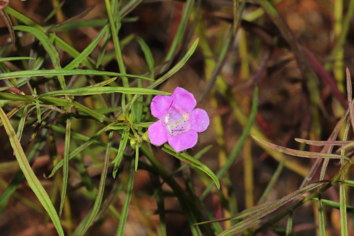 Purple False Foxglove (Agalinis purpurea) Growing in a meadowy clearing near a wetland habitat/forested trail. <br />
<figure class="photo"><a href="https://www.jungledragon.com/image/85244/purple_false_foxglove_agalinis_purpurea.html" title="Purple False Foxglove (Agalinis purpurea)"><img src="https://s3.amazonaws.com/media.jungledragon.com/images/3231/85244_thumb.jpg?AWSAccessKeyId=05GMT0V3GWVNE7GGM1R2&Expires=1767225610&Signature=Wg5dE6xD%2BF6TaWpzz6PjVRAjsRg%3D" width="200" height="134" alt="Purple False Foxglove (Agalinis purpurea) Growing in a meadowy clearing near a wetland habitat/forested trail. <br />
https://www.jungledragon.com/image/85243/purple_false_foxglove_agalinis_purpurea.html Agalinis purpurea,Fall,Geotagged,Purple False Foxglove,United States" /></a></figure> Agalinis purpurea,Fall,Geotagged,Purple False Foxglove,United States